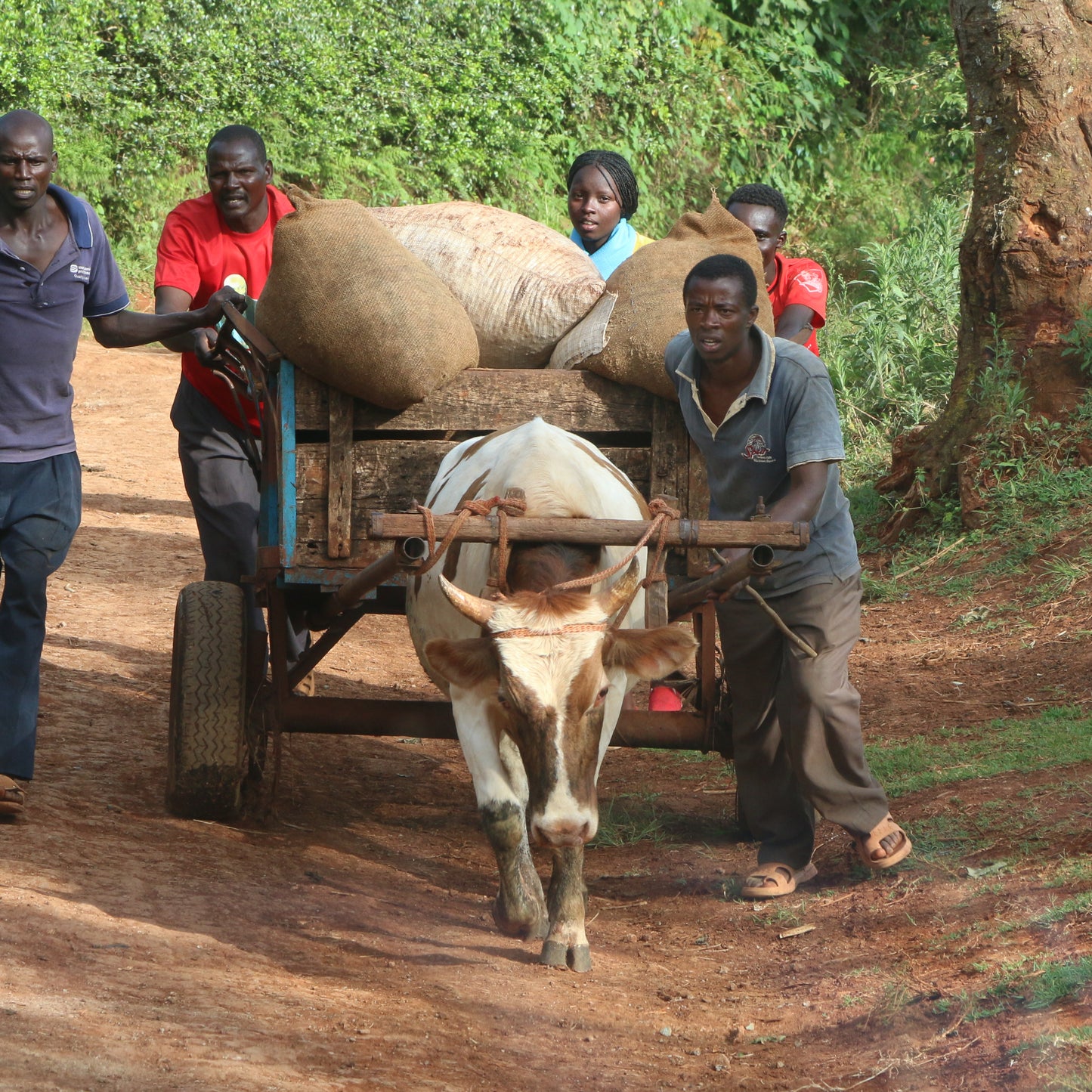 KENYA Uteuzi Jimbo - Kiambu