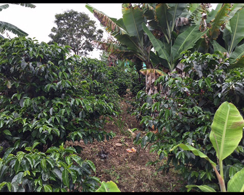 this shows where the colombia huila timana beans are farmed.