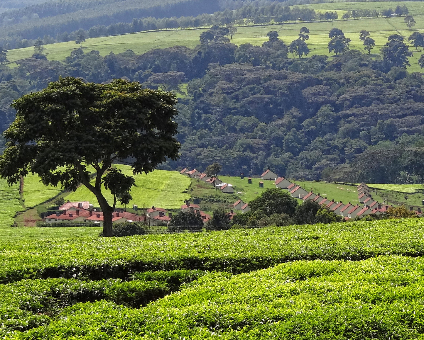 Imara means "strength" in swahili.  The name was chosen as this blend is an expose of what each region has to offer.  The blend comes from Kiambu & Nyeri counties in Kenya.  The blend coming from various smallholder farms, the Nyeri is considered the "Kenyan yard stick".