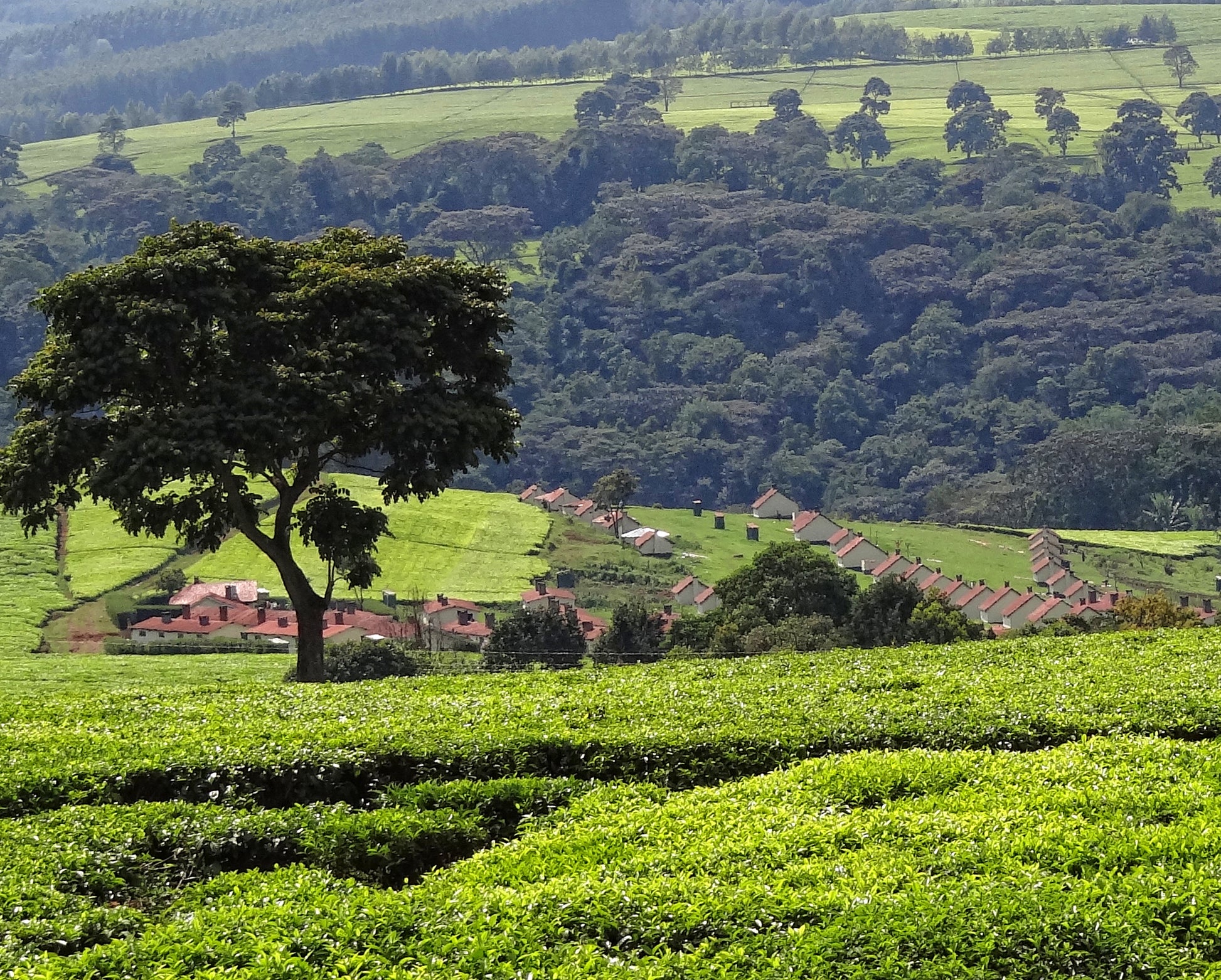 Imara means "strength" in swahili.  The name was chosen as this blend is an expose of what each region has to offer.  The blend comes from Kiambu & Nyeri counties in Kenya.  The blend coming from various smallholder farms, the Nyeri is considered the "Kenyan yard stick".