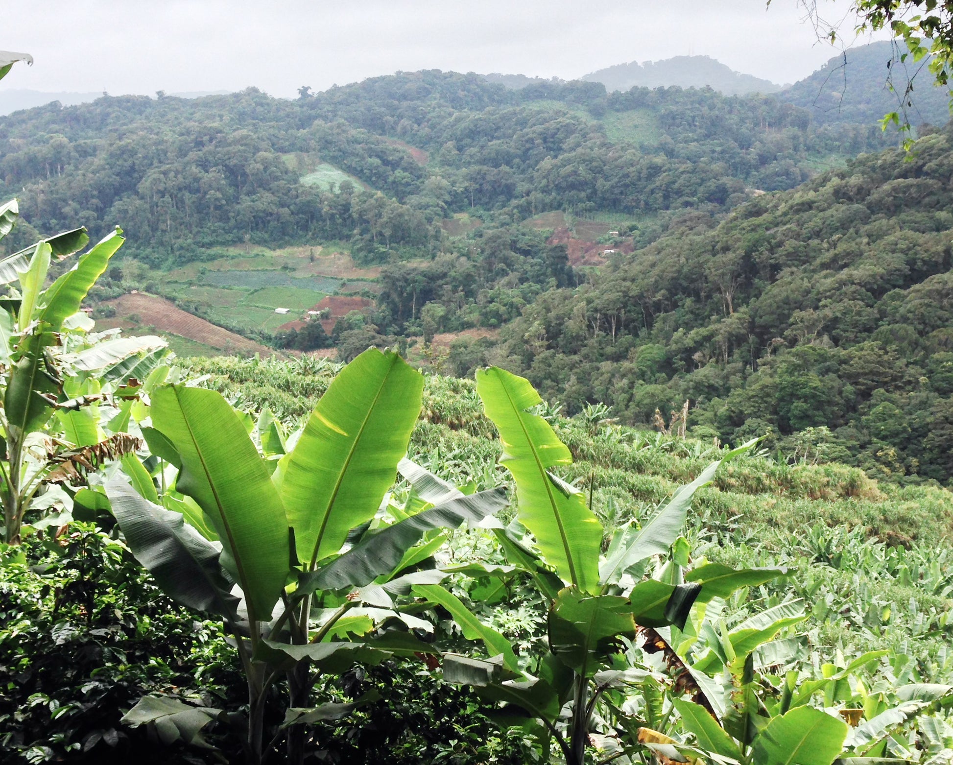 Las Mercedes is a beautiful coffee farm located in Jintotega, located 15 kilometers from the city.  It was founded in 1992 by Federico Lopez.  Lopez has more than 40 years of experience producing coffee.  Seventy of the farm's 140 hectares are devoted to coffee production.