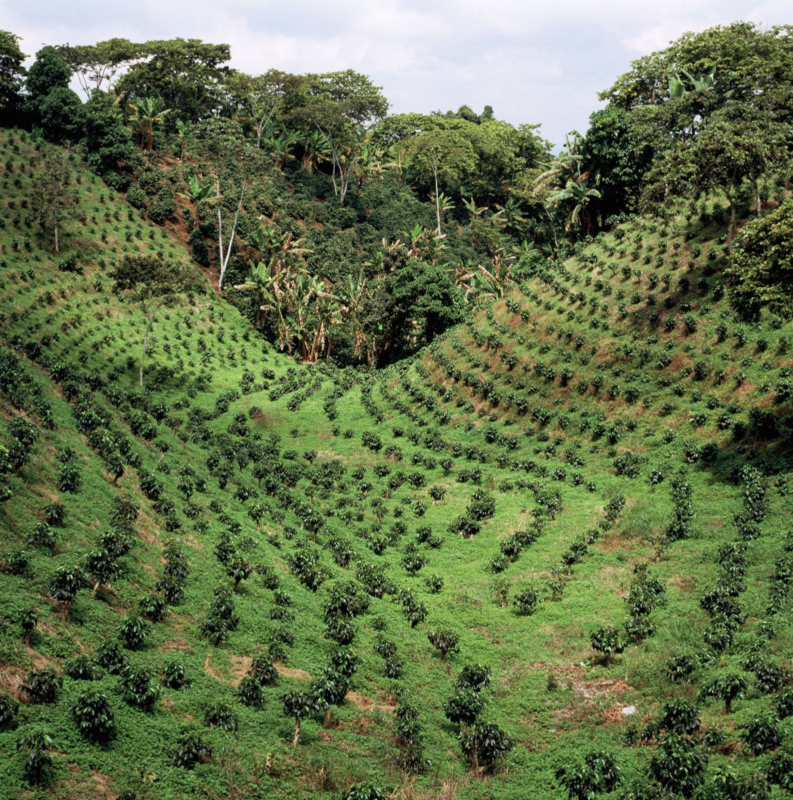 the coffee bean valley in Colombia where the valle del cauca beans are farmed.