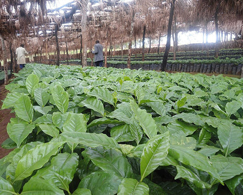 The Kayon Mountain Coffee Farm is 500 hectares with about 300 hectares planted in coffee and has been owned and operated by Ismael Hassen Aredo and his family since 2012