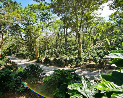 a coffee bean farm in Costa Rica where the costa rica don claudio beans are farmed.