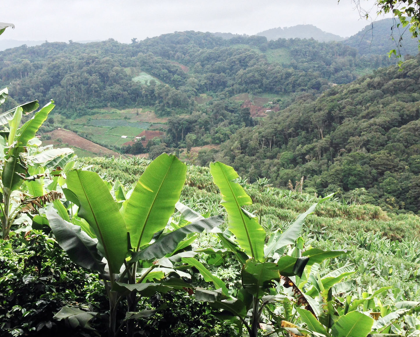 Las Mercedes is a beautiful coffee farm located in Jintotega, located 15 kilometers from the city.  It was founded in 1992 by Federico Lopez.  Lopez has more than 40 years of experience producing coffee.  Seventy of the farm's 140 hectares are devoted to coffee production.  